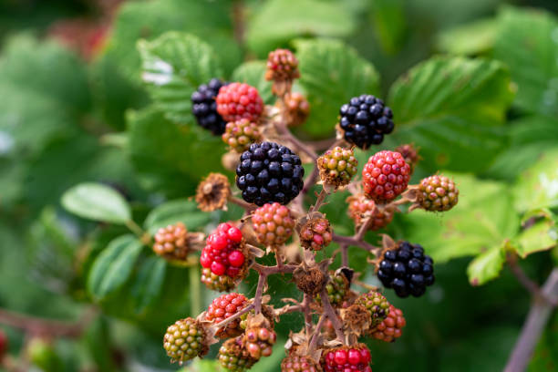 istock Elmleaf Blackberry Rubus ulmifolius 1641427296
