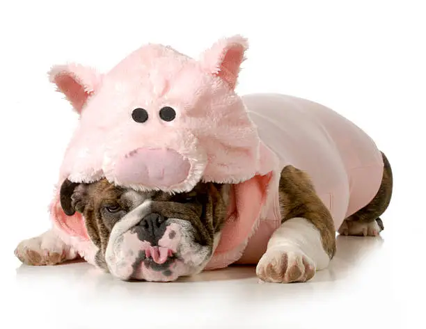 dog wearing pink pig costume isolated on white background - english bulldog
