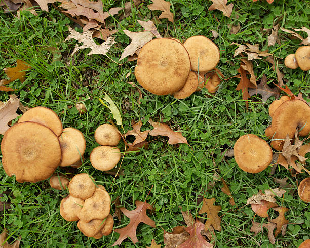 Wild Mushrooms stock photo