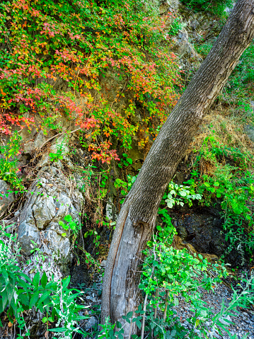 Late summer highlights the colors of Poison Oak in the San Gabriel Mountains