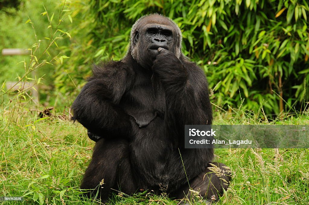 Gorilla delle pianure occidentali. - Foto stock royalty-free di Contemplazione