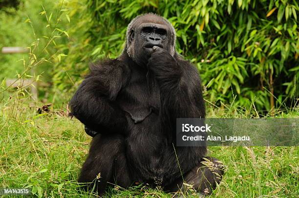 Western Lowland Gorilla Stock Photo - Download Image Now - Contemplation, Gorilla, Animal