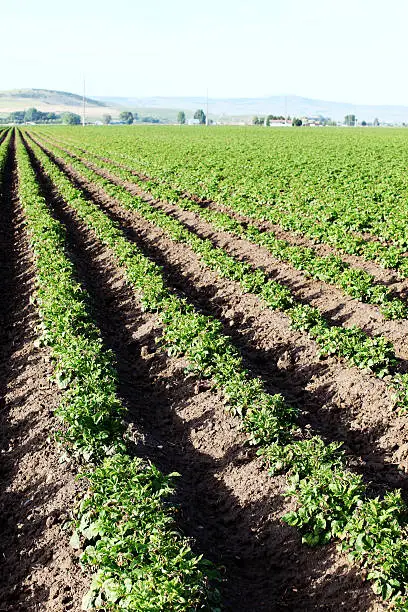 An early morning view of rows of plants in a potato field.