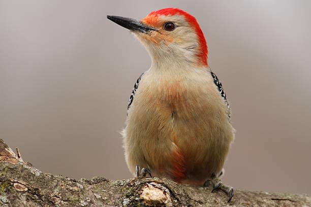 istock Red Bellied Woodpecker 164144263