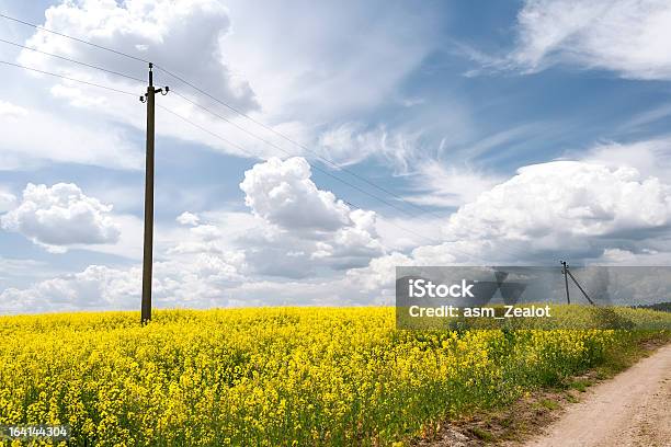 Photo libre de droit de Route À Travers Champs De Canola banque d'images et plus d'images libres de droit de Agriculture - Agriculture, Arbre en fleurs, Beauté de la nature