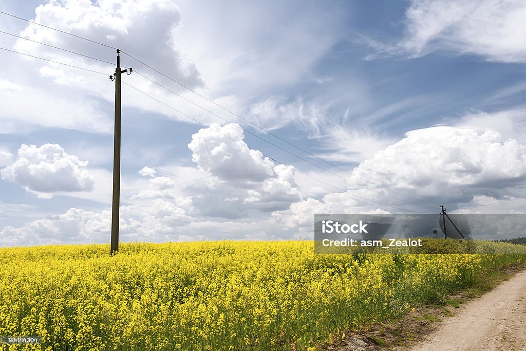 Estrada através de campos de canola - Foto de stock de Agricultura royalty-free