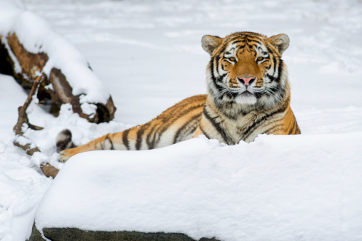 Amur tiger (Panthera tigris altaica) laying in the snow