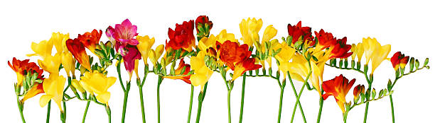 istock Spring fresia flower border 164144405