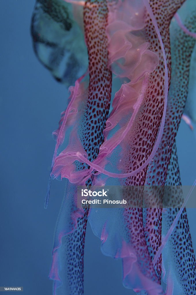 Pelagia noctiluca - Стоковые фото Purple Jellyfish роялти-фри