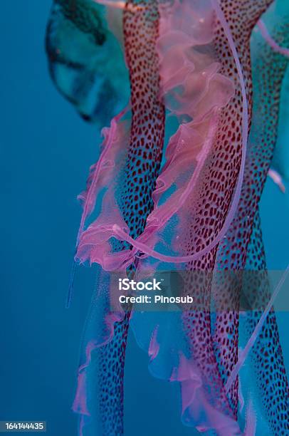 Pelagia Noctiluca — стоковые фотографии и другие картинки Purple Jellyfish - Purple Jellyfish, Безпозвоночное, Вертикальный