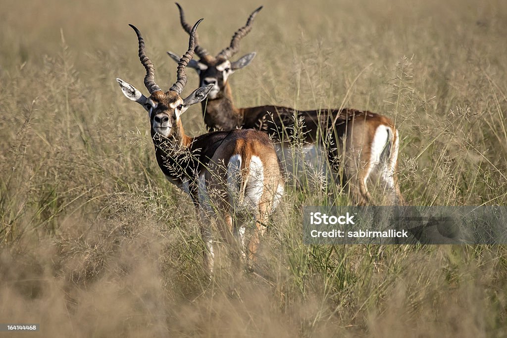 Hirschziegenantilope Gazelle, Indien - Lizenzfrei Hirschziegenantilope Stock-Foto