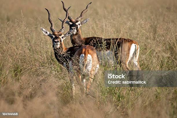 Hirschziegenantilope Gazelle Indien Stockfoto und mehr Bilder von Hirschziegenantilope - Hirschziegenantilope, Antilope, Bundesstaat Rajasthan