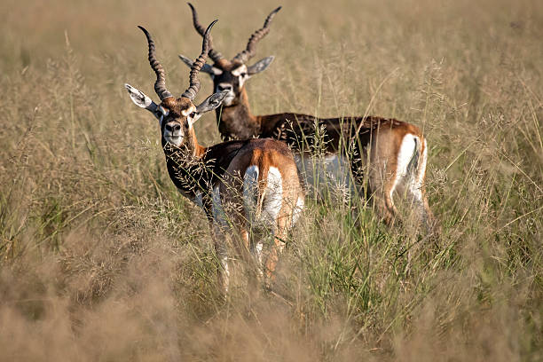 Close up of male Blackbuck at Wildlife Sanctuary, Rajasthan, India.