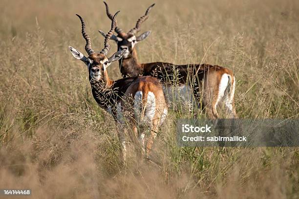 Foto de Antílopenegro Gazelle Índia e mais fotos de stock de Antilope Cervicapra - Antilope Cervicapra, Animal selvagem, Antílope - Mamífero ungulado