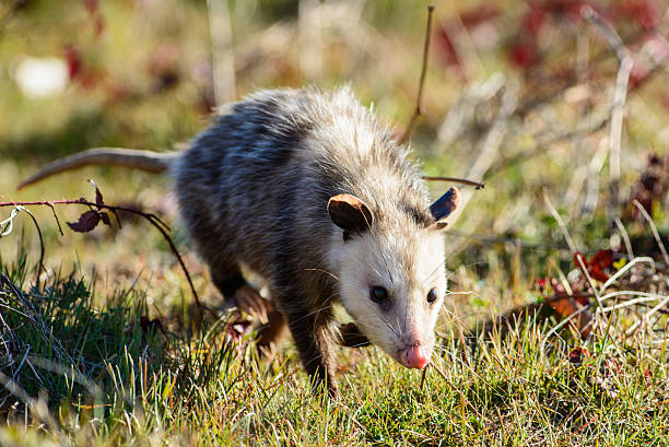 istock possum walking towards you 164144501