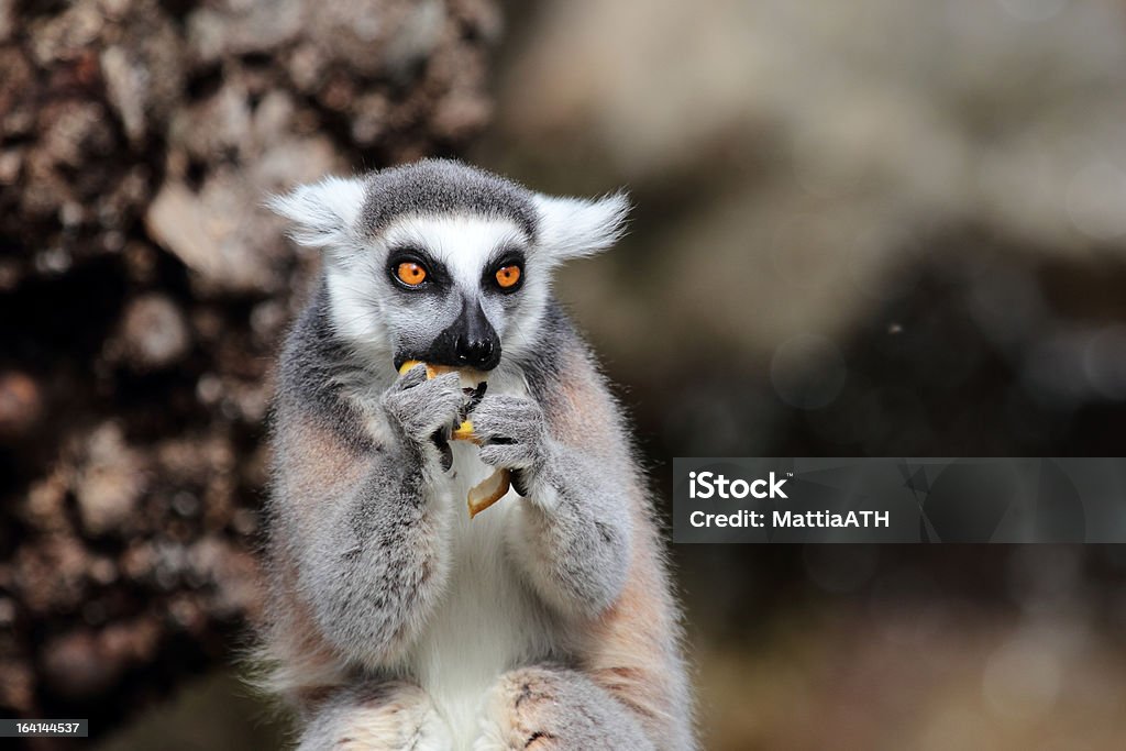 Lémure-de-cauda-anelada (Lémur catta) comer um fruto - Royalty-free Alimentar Foto de stock