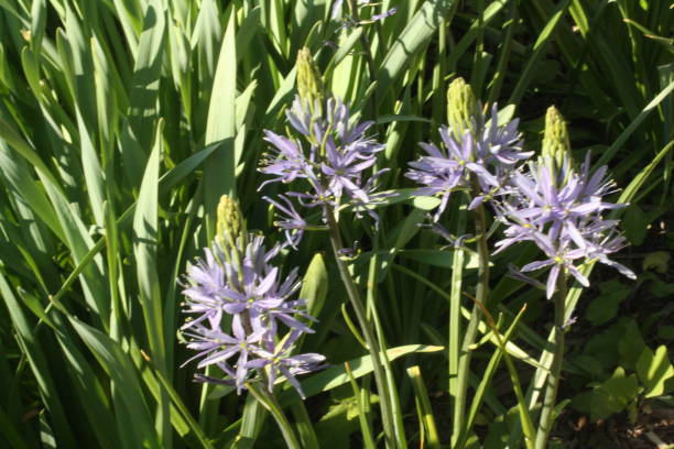 istock South Carolina Flowers 1641463050