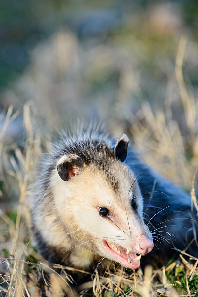 Mean looking possum An opossum, commonly called possum, is snarling and looking fierce. angry opossum stock pictures, royalty-free photos & images