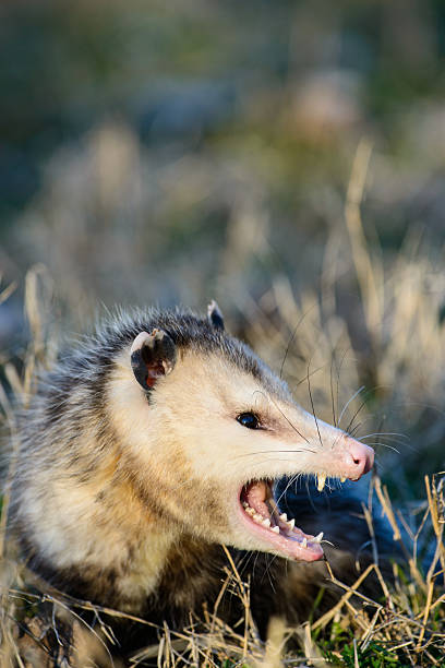 Growling possum An opossum, commonly called possum, is snarling with his mouth wide open. angry opossum stock pictures, royalty-free photos & images
