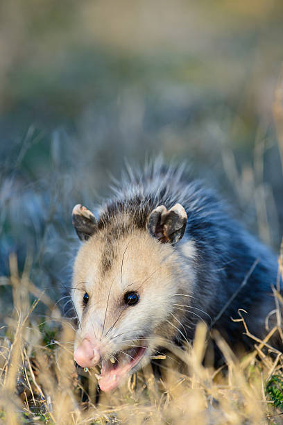 Opossum snarling An opossum, commonly called just possum, is snarling at something. angry opossum stock pictures, royalty-free photos & images