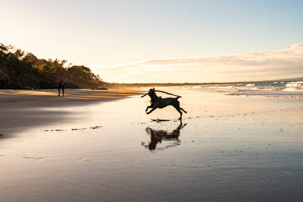istock Dog playing on the beach 1641472975