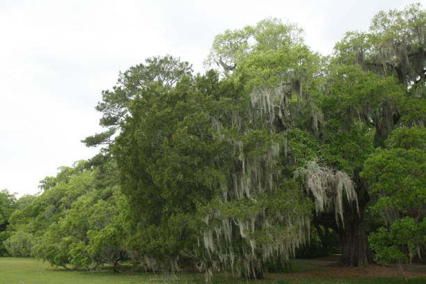 istock South Carolina Plantation 1641475009