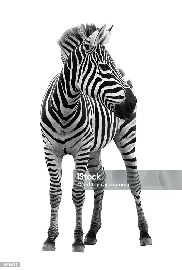 Junge männliche zebra Isoliert - Lizenzfrei Zebra Stock-Foto