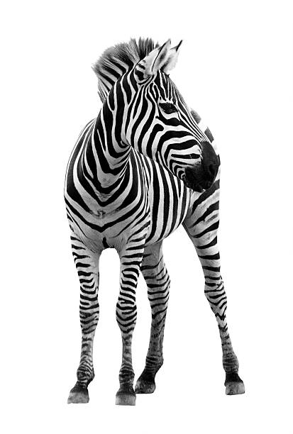 Photograph of young male zebra isolated on white background stock photo