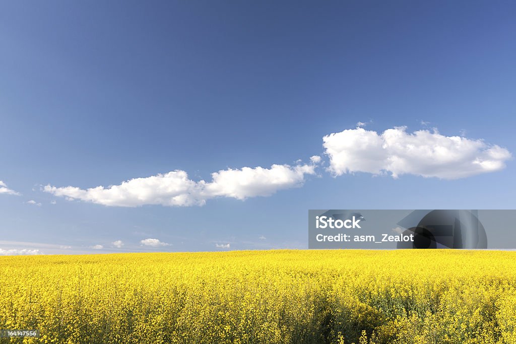 Yellow field violaciones de bloom - Foto de stock de Agricultura libre de derechos