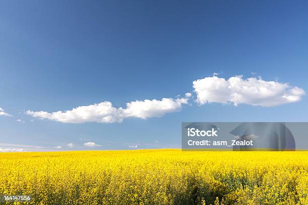 Yellow Field Violaciones De Bloom Foto de stock y más banco de imágenes de Agricultura - Agricultura, Aire libre, Ajardinado