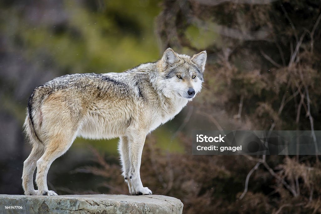 Mexican gray wolf Mexican gray wolf (Canis lupus) standing on rock in a forest Gray Wolf Stock Photo