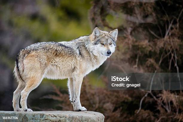 Mexican Gray Wolf Stock Photo - Download Image Now - Gray Wolf, Mexican Wolf, Wolf