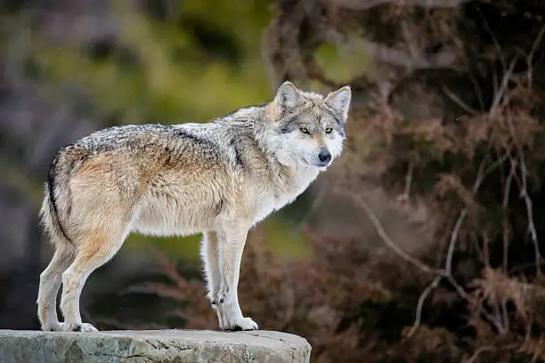 Mexican gray wolf (Canis lupus) standing on rock in a forest