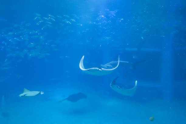 istock Ray swimming in blue water 1641483026