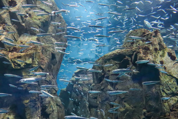 istock A school of small fish swimming in the water 1641483028
