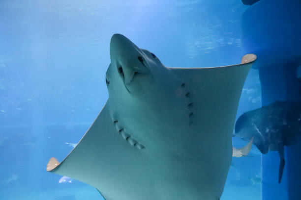 istock A ray swimming with its white belly showing 1641483537