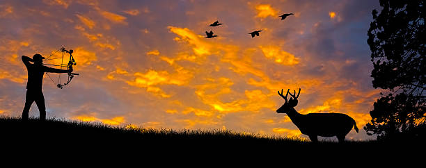 Bow Hunting Silhouette Silhouette of a bow hunter aiming at a White tail buck against an evening sunset. stag photos stock pictures, royalty-free photos & images