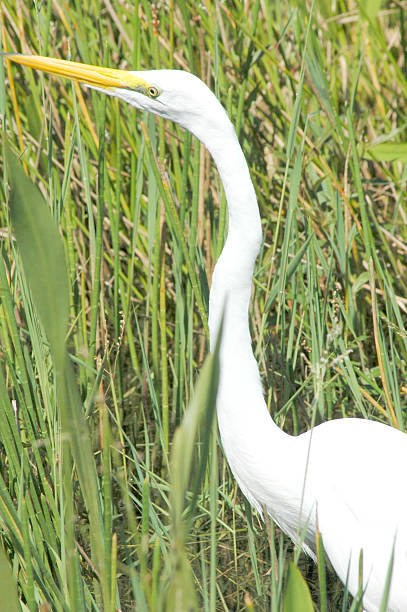 istock Beautiful Egret in Florida 164149878