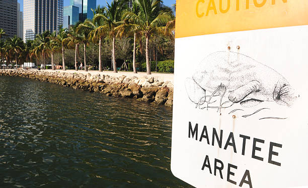 Protect the Manatee Sign Manatee Area, Miami Florida trichechus manatus latirostrus stock pictures, royalty-free photos & images