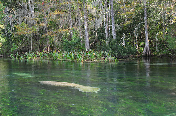 Manatee Image taken at Wakulla Springs State Park trichechus manatus latirostrus stock pictures, royalty-free photos & images