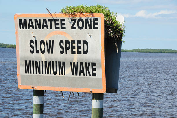 Protect the Manatee Sign indicating minimum wake, Florida trichechus manatus latirostrus stock pictures, royalty-free photos & images