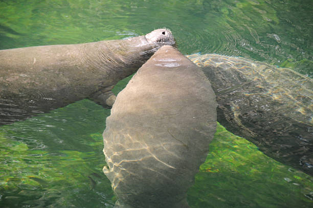 Manatee Image taken at Blue Springs State Park trichechus manatus latirostrus stock pictures, royalty-free photos & images