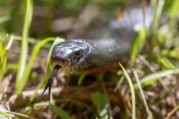 istock Australian Red-bellied Black Snake 1641514007