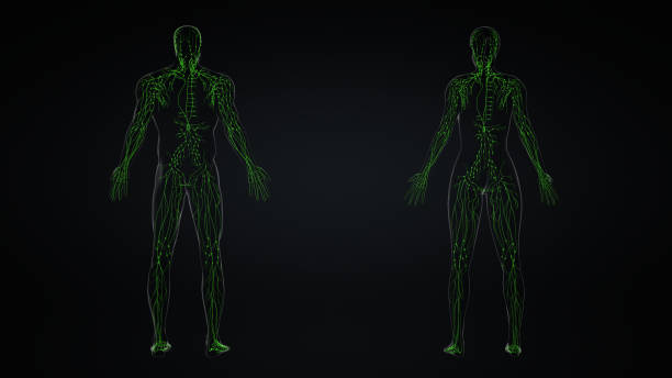 anatomia układu limfatycznego u mężczyzn i kobiet - lymph node zdjęcia i obrazy z banku zdjęć