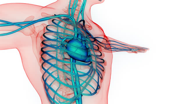 Human Circulatory System Heart Anatomy Animation Concept