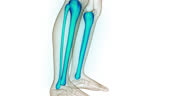 Tibia Animation Human Skeleton System Tibia And Fibula Bone Joints Anatomy Animation ...