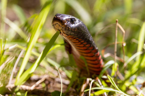 istock Australian Red-bellied Black Snake 1641516635
