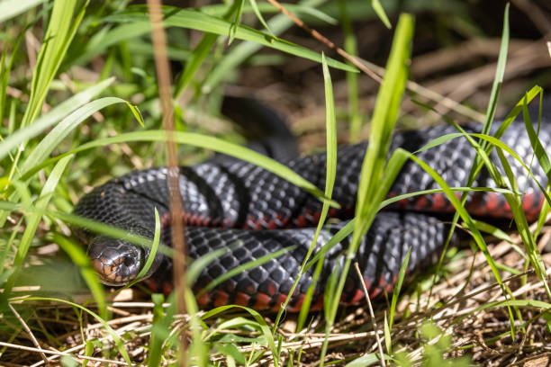 istock Australian Red-bellied Black Snake 1641516637
