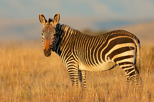 Animals of the savannah during a safari, Serengeti, Amboseli and Tsavo national park, Kenya, Africa