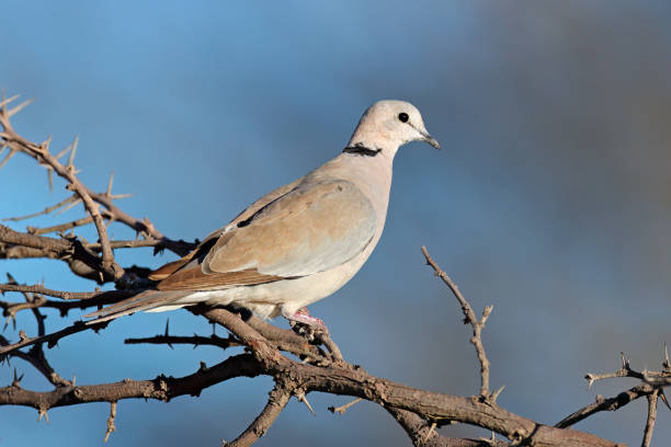 istock A Cape turtle dove (Streptopelia capicola) perched on a branch, South Africa 1641517086